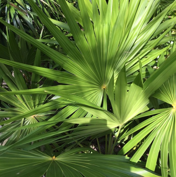 Screen Shot 2016-08-28 at 8.26.15 AM