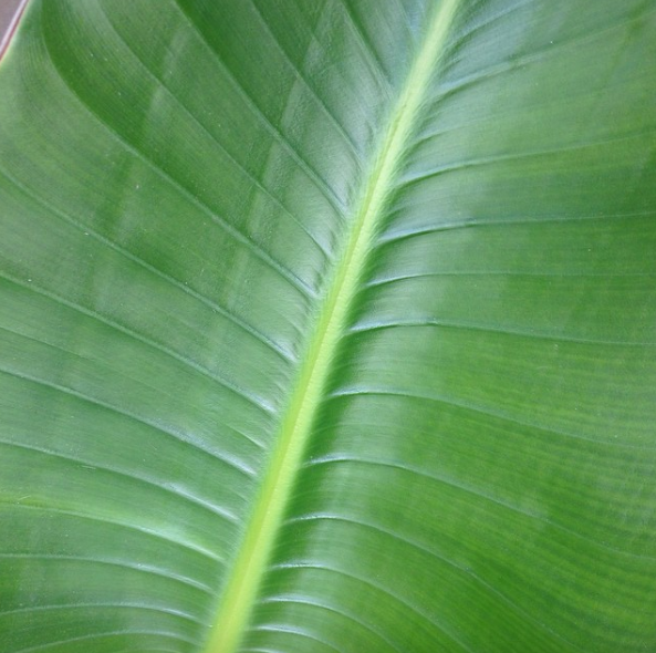 Screen Shot 2016-08-28 at 8.26.59 AM