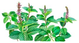 b9aae4a8e6b88e3fff4004bd01f79438